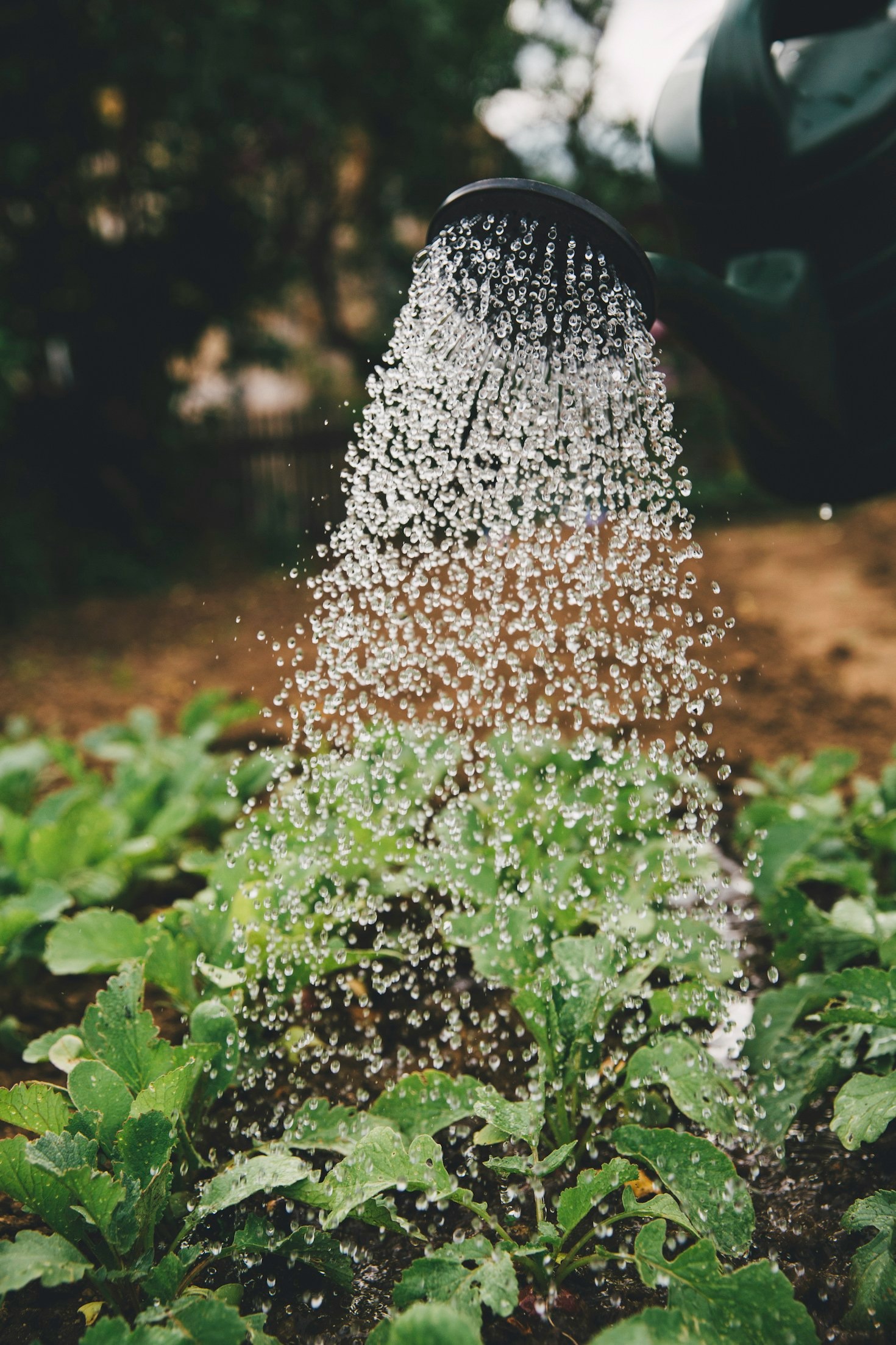 A Guide to Growing Vibrant Plants in Your Backyard